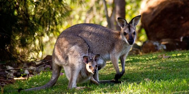 GDP of Australia rallies in the first quarter